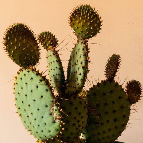 Seříznutí kaktusu: 3 tipy, které potřebujete vědět